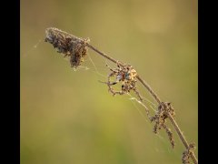 Phil Barker - Spider - Commended.jpg
